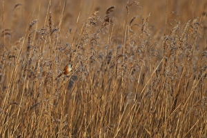 Bearded Tit (Panurus biarmicus) adult male, perched on reed stem in reedbed habitat, Norfolk, England, january