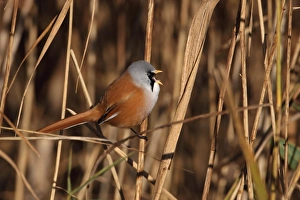 Bearded Tit (Panurus biarmicus) adult male, calling, perched on reed stem in reedbed, Strumpshaw Fen RSPB Reserve