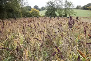 Gamebird Prints: Beaters walking through Millet game crop and cover to flush Pheasants towards the guns