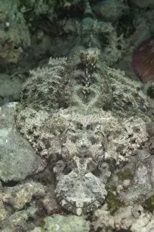 Borneo Prints: Beaufort's Crocodilefish (Cymbacephalus beauforti) adult