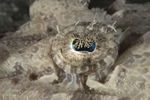 Beaufort's Crocodilefish (Cymbacephalus beauforti) adult, close-up of eye, Mabul Island, Sabah, Borneo, Malaysia