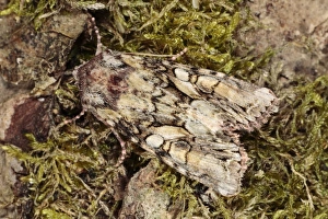 Noctuids Prints: Beautiful Brocade (Lacanobia contigua) adult, resting on moss, Powys, Wales, june