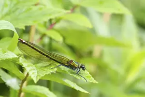 Odonata Prints: Beautiful Demoiselle (Calopteryx virgo) adult female