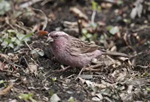 Beautiful Rosefinch (Carpodacus pulcherrimus) adult male, foraging on ground, Yunnan, China, may