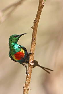Sunbird Prints: Beautiful Sunbird (Cinnyris pulchella) adult male
