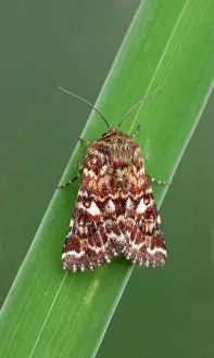 Beautiful Yellow Underwing (Anarta myrtilli) adult male, resting on leaf, Cannobina Valley, Italian Alps, Piedmont