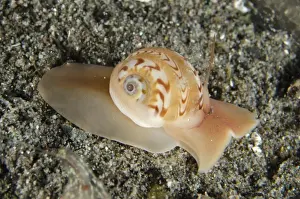 Komodo Prints: Beautifully-banded Moonsnail (Natica euzona) adult