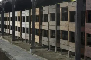 Central Europe Prints: Beds inside prisoner housing, in concentration and extermination camp