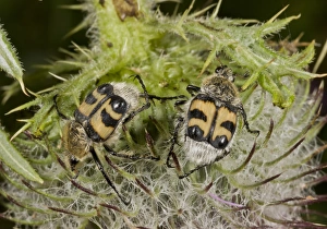 Thistle Prints: Bee Beetle (Trichius fasciatus) two adults