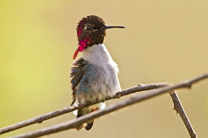 Bee Hummingbird (Mellisuga helenae) adult male, perched on twig, worlds smallest bird, Zapata Peninsula