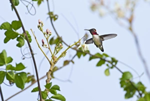 Bee Hummingbird (Mellisuga helenae) adult male, in flight, hovering and feeding on nectar from flowers
