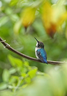 West Indian Prints: Bee Hummingbird (Mellisuga helenae) immature male
