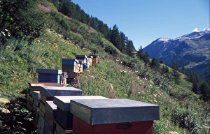 Bee Keeping - Alpine Bee hives - Gran Paradiso NP. Italy