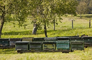 Rumania Prints: Bee keeping, beehives in orchard of old Saxon village