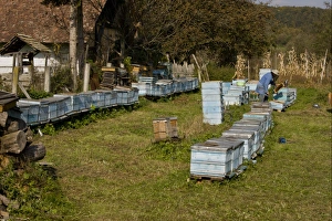 Rumania Prints: Bee keeping, beekeeper amongst hives in old Saxon village