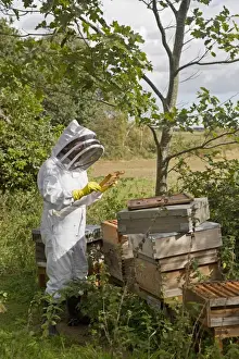 Bee keeping, beekeeper inspecting Western Honey Bee (Apis mellifera) workers, on frame from hive, Suffolk, England
