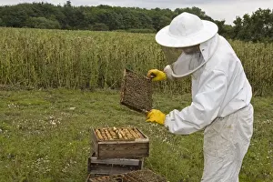 Frame Prints: Bee keeping, beekeeper inspecting Western Honey Bees (Apis mellifera) on frame from hive
