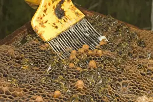 Removed Prints: Bee keeping, beekeeper removing unwanted cells from frame, Norfolk, England, july