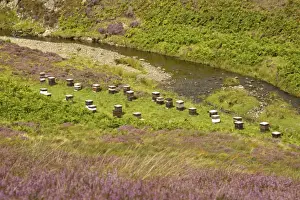 Bee keeping, Western Honey Bee (Apis mellifera) hives on banks of burn flowing through moorland with flowering Common