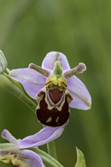 Orchids Prints: Bee Orchid flowering head