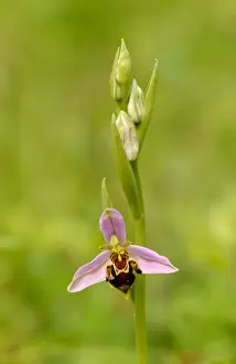 Oxfordshire Prints: Bee Orchid (Ophrys apifera) close-up of flower and flowerbuds, Oxfordshire, Engalnd, June