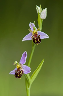 Grasslands Prints: Bee Orchid (Ophrys apifera) close-up of flowers