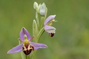 Bee Orchid (Ophrys apifera var. belgarum) close-up of flowers, Eynsford, Kent, England, June