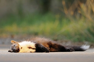 Corpses Prints: Beech Marten (Martes foina) dead adult, killed on road, Italy, august