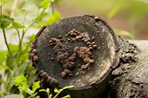 Clumber Prints: Beech Woodwart (Hypoxilon fragiforme) fruiting bodies