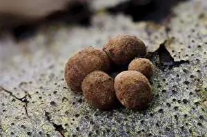 Body Prints: Beech Woodwart (Hypoxylon fragiforme) fruiting bodies