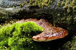 Liquid Prints: Beefsteak Fungus (Fistulina hepatica) fruiting body