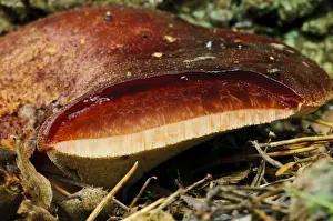 Beefsteak Fungus (Fistulina hepatica) fruiting body, with section cut away to show similarity to fresh beef from which