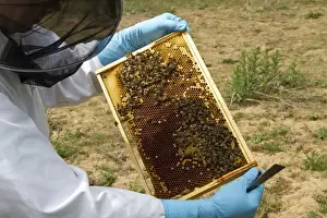 Frame Prints: Beekeeper inspecting brood frame which shows Worker honey bees tending larva cells
