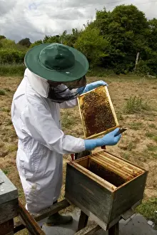 Mellifera Prints: Beekeeper inspecting Worker honey bees tending larva cells from the brood box part of the hive