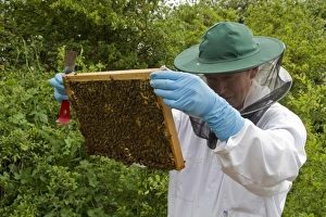Frame Prints: Beekeeper looking for the queen bee on the brood frame