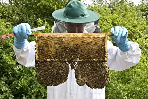 Frame Prints: Beekeeper looking at a super frame which contain mainly honey