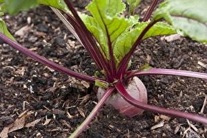 Varieties Prints: Beetroot (Beta vulgaris ssp. vulgaris) Boltardy