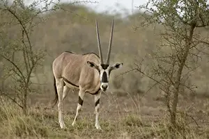 Horn Of Africa Prints: Beisa Oryx (Oryx beisa) adult, standing in dry savanna, Awash N. P. Afar Region, Ethiopia