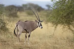 Beisa Oryx (Oryx beisa) adult, standing in dry savanna, Awash N. P. Afar Region, Ethiopia