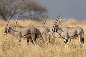 Kenyan Prints: Beisa Oryx (Oryx beisa) four adults