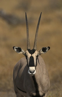 Oryx Prints: Beisa Oryx (Oryx gazella beisa) Head