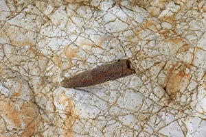 Fossilization Prints: Belemnite rostrum fossil, Sheringham, Norfolk, England, April