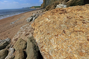 Fossilization Prints: Belemnite rostrum fossils in rock at base of cliff on beach, Dorset, England, May
