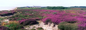 Heathers Prints: Bell Heather (Erica cinera) Dunwich, Suffolk