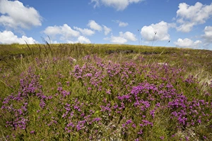 Moorland Prints: Bell Heather (Erica cinerea) flowering