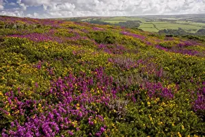 Gorse Prints: Bell Heather (Erica cinerea) and Western Gorse (Ulex gallii) flowering