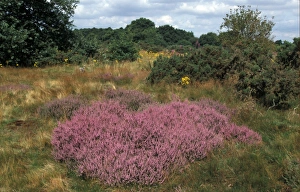 Bell Heather (Erica cinerea) Wortham Ling, Suffolk Wildlife Trust