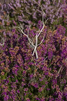 Ericaceae Prints: Bell Heather growing on the Sandlings Heath near Westleton Suffolk