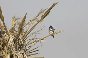 Kingfishers Prints: Belted Kingfisher (Megaceryle alcyon) adult female