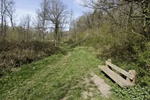 Trail Prints: Bench beside path through woodland habitat
